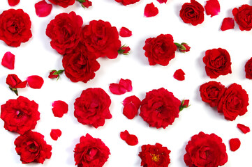 Red roses on white