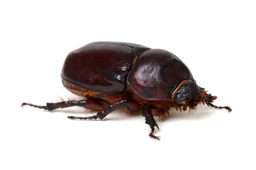 Beetle isolated on white