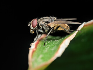 a house fly perched on the leaf with buble in the mouth