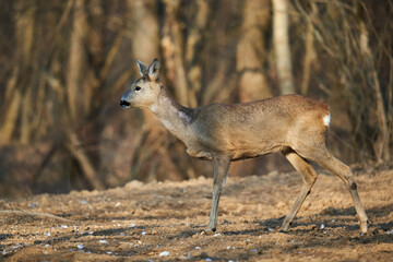 Roe deer in the forest