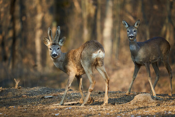 Roe deer couple in the forest
