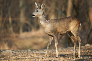 Roe deer in the forest