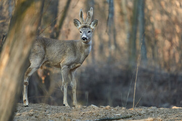 Roebuck in the forest at sunset