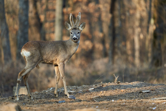 Roebuck in the forest at sunset © Xalanx