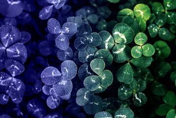 Clover leaves of green and very peri color of the year