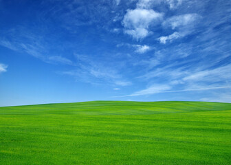 field of green grass