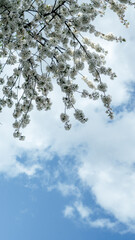 Fototapeta na wymiar The branches of cherry tree with white blossoms against blue sky in early spring