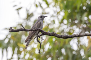 Brown Honeyeater in Queensland Australia