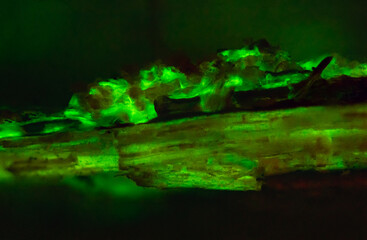 Unique background texture of bioluminescent wood glowing in the dark
