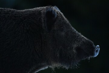 Wild boar portrait late at night in the forest, side view of the swine
