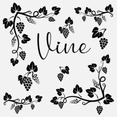 Grape vine design element background.