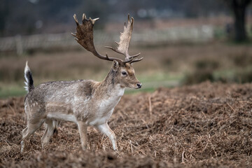 First antlers