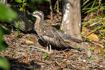 Bush Stone Curlew or Thick Knee in Queensland Australia