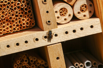 Wildbiene sitz an einem selbst gebauten Insektenhotel und krabbelt rückwärts in die Legeröhre...