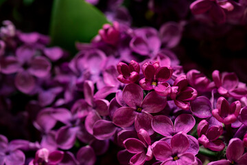 Purple lilac flowers close up macro