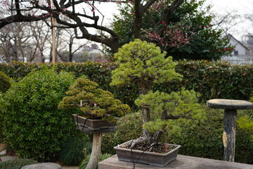 Beautiful bonsai of Japanese pine in spring