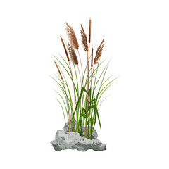 Hand drawn reed or pampas grass surrounded by gray stones.
Cane silhouette on white background. 
Border or frame of green plants.