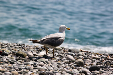 Fototapeta premium a seagull on the seashore walks in the summer on a sunny day in July
