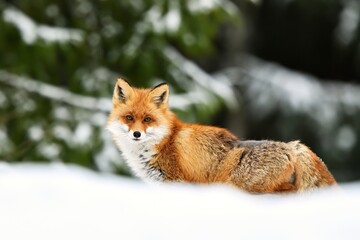 Red fox on snow in winter, forest in the bacground