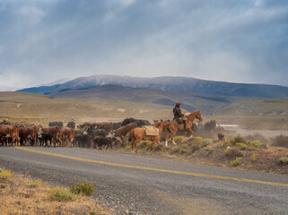Chilean gauchos (cowboys) moving cattle across the grounds of the Torres del Paine National Park, southern Patagonia, Magallanes, Chile