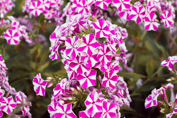 Obraz premium Patch of pink and white striped phlox flowers in the garden