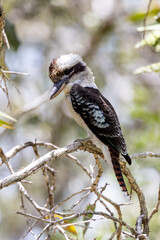 Laughing Kookaburra in Queensland Australia