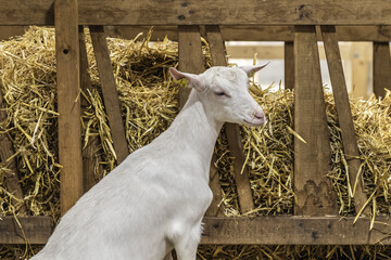 white goat on farm