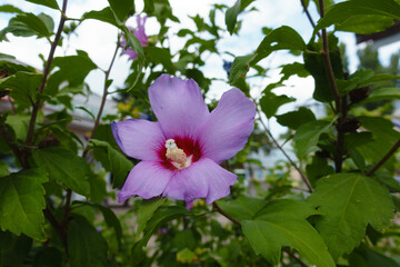 Fading mauve crimsoneyed flower of Hibiscus syriacus in July