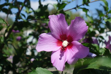 Macro of pink crimsoneyed flower of Hibiscus syriacus in August