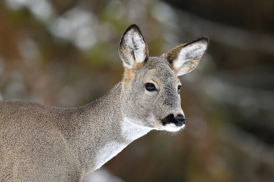 Roe deer portrait in winter, forest in the background
