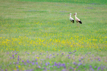 two stork birds are feeding in green meadows © emrah