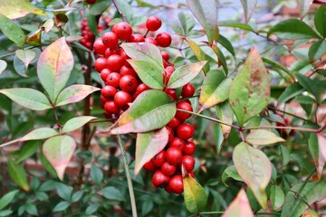 red berries on a branch