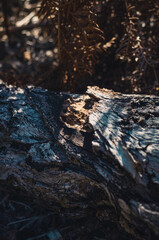 Tree trunk