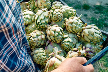 Man gardener holding crate with harvest of ripe artichokes in spring garden. Seasonal healthy...