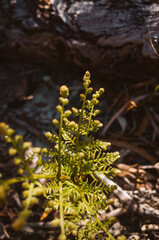 Green fern