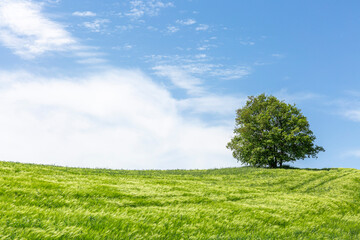 windy weather and green wheat field. single tree