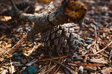 Pine cone