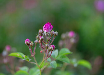 Purple rose buds with blurred green background