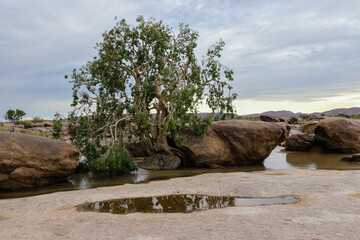 Fototapeta premium A tree that seems to grow from solid rock with a reflection and cloudy sky