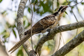 Female Pacific or Eastern Koel in Queensland Australia