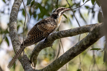 Female Pacific or Eastern Koel in Queensland Australia