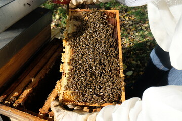 FU 2020-10-31 BienenHelmut 41 Auf der Bienewabe sind Bienen