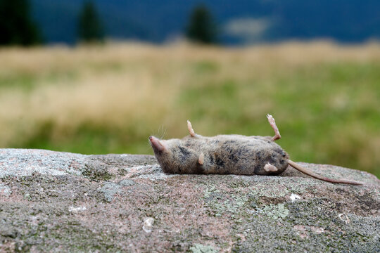 Tote Spitzmaus. Vergiftung durch Insektizide