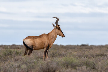 Profile of one red hartebeest standing in the veld in the Karoo national Park, South Africa