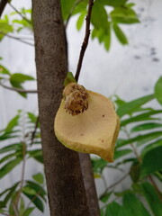 Soursop flowers that cannot become fruit, fall out because they are not good