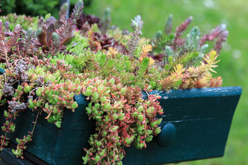 Beautiful sempervivum and succulent plants sitting an old green drawer on a metal chair in the...
