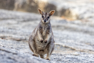 Rock Wallaby in Queensland Australia