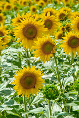 Fototapeta na wymiar Sunflower Field back to the Sun