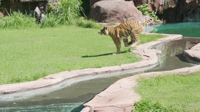 A graceful tiger jumps across the river for a piece of meat in slow motion. An unknown person trains a beautiful striped tiger and throws him a piece of meat. A sunny day at the zoo. Flight of tiger.