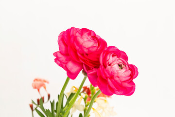 red flower on pink background